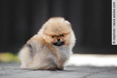 adorable red pomeranian spitz puppy sitting outdoors
