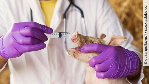 Closeup of a veterinarian vaccinating a little pig.