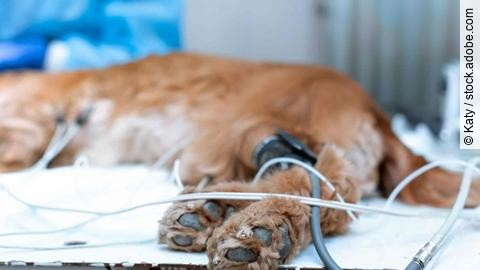the dog is anesthetized on the operating table in a veterinary c
