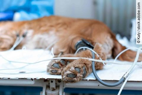 the dog is anesthetized on the operating table in a veterinary c