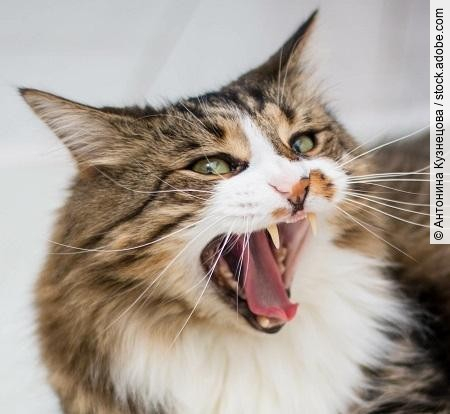 A brown, adult cat with green eyes yawns, showing its fangs. Lyi