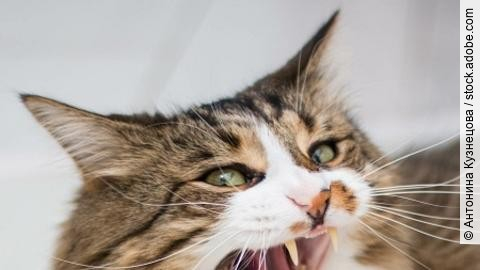A brown, adult cat with green eyes yawns, showing its fangs. Lyi