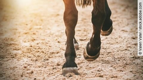 The hooves of a galloping Bay horse running across the sand in t