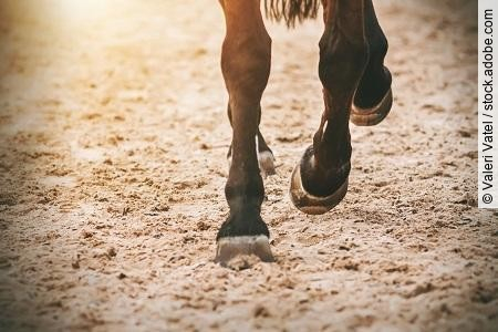 The hooves of a galloping Bay horse running across the sand in t