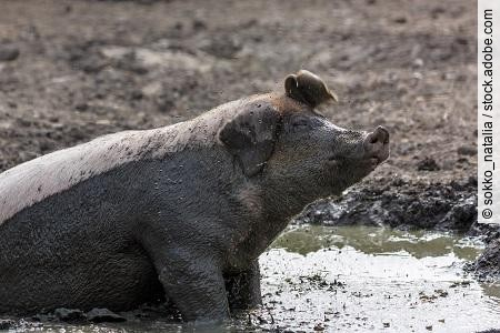 Pig in the mud on a farm in Finland
