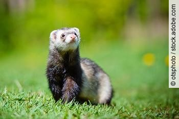 adorable ferret portrait
