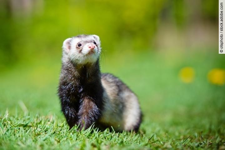 adorable ferret portrait