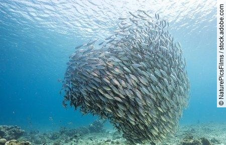 Unterwasser - Riff - Fisch - Schwarm - Tauchen - Curacao - Karib