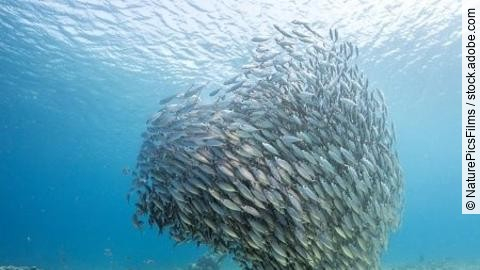 Unterwasser - Riff - Fisch - Schwarm - Tauchen - Curacao - Karib