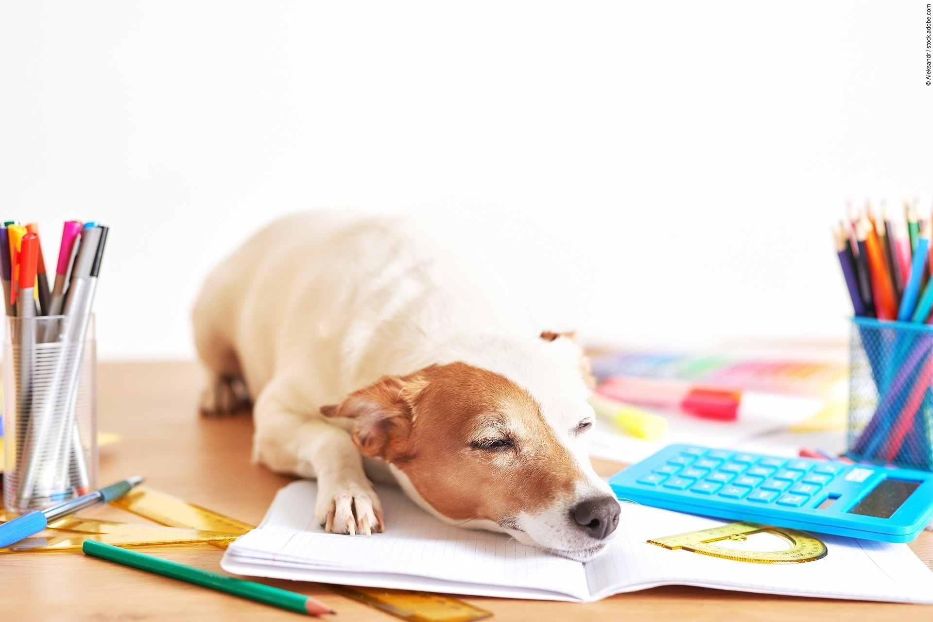 Dog Jack Russell Terrier and chool supplies background. Back to 