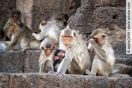 monkeys family looking cute