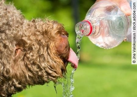 Brown dog is drinking water from the bottle. The person is pouri