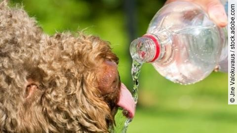 Brown dog is drinking water from the bottle. The person is pouri