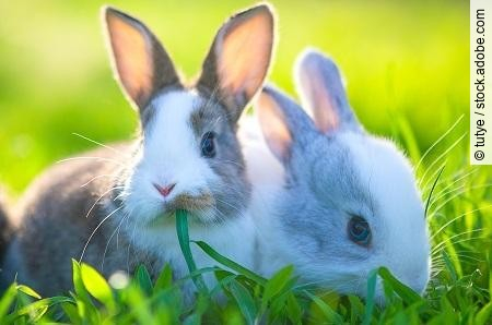 Cute little bunnies on the grass