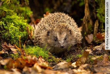 Hedgehog, wild, native, European hedgehog foraging in natural wo