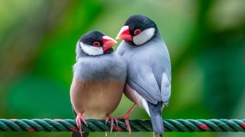 The Java sparrow also known as Java finch, Java rice sparrow or 