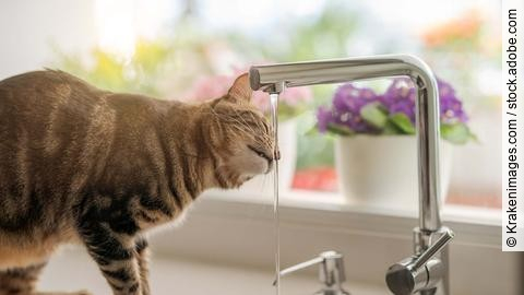 Beautiful short hair cat drinking water from the tap at the kitc