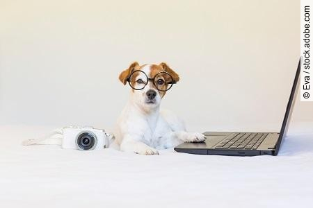 cute young small dog sitting on bed and working on laptop. Weari