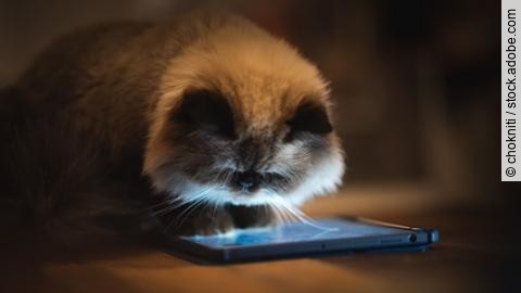 Katze, die auf ein erleuchtetes Smartphone schaut.