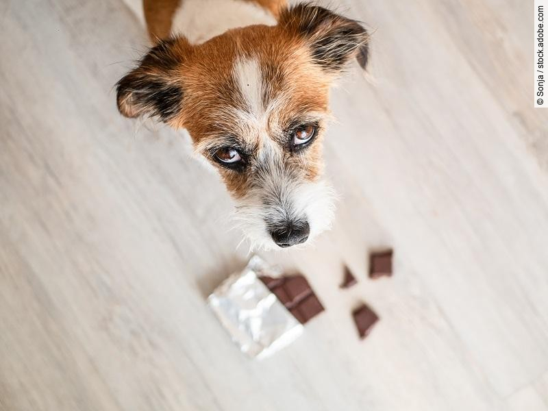 Kleiner Hund mit Schokolade auf dem Boden, Gefahr, Vergiftung