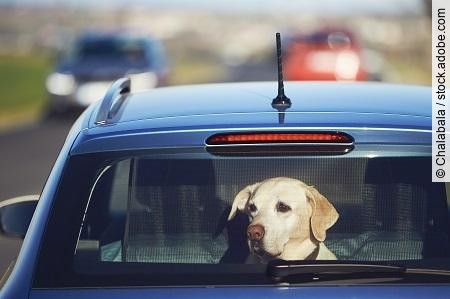 Travel with dog