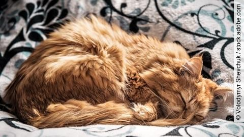 sleeping red persian cat
