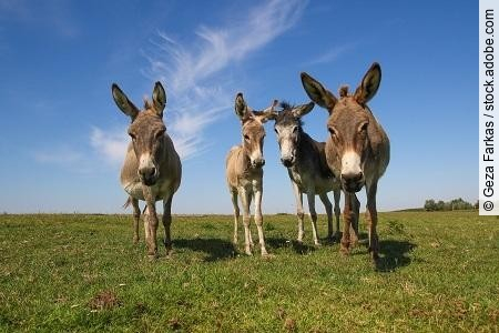 Four funny curious donkeys is staring