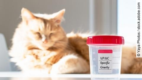 Adorable cat with a collecting urine sample for urinalysis. Urin