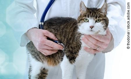 Veterinarian examining cat; panoramic banner