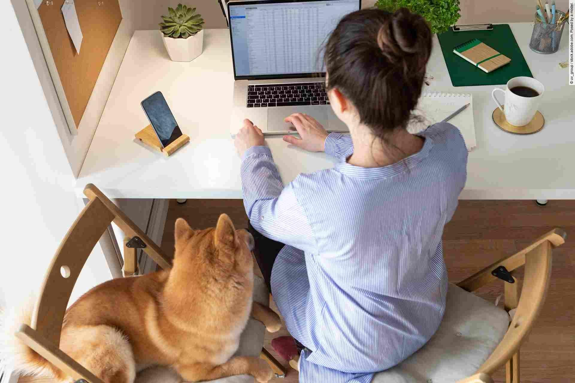 Covid-19 working from home concept. Woman using laptop, Shiba In