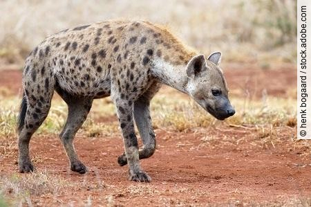 Hyena walking near Satara restcamp in Kruger National Park in So