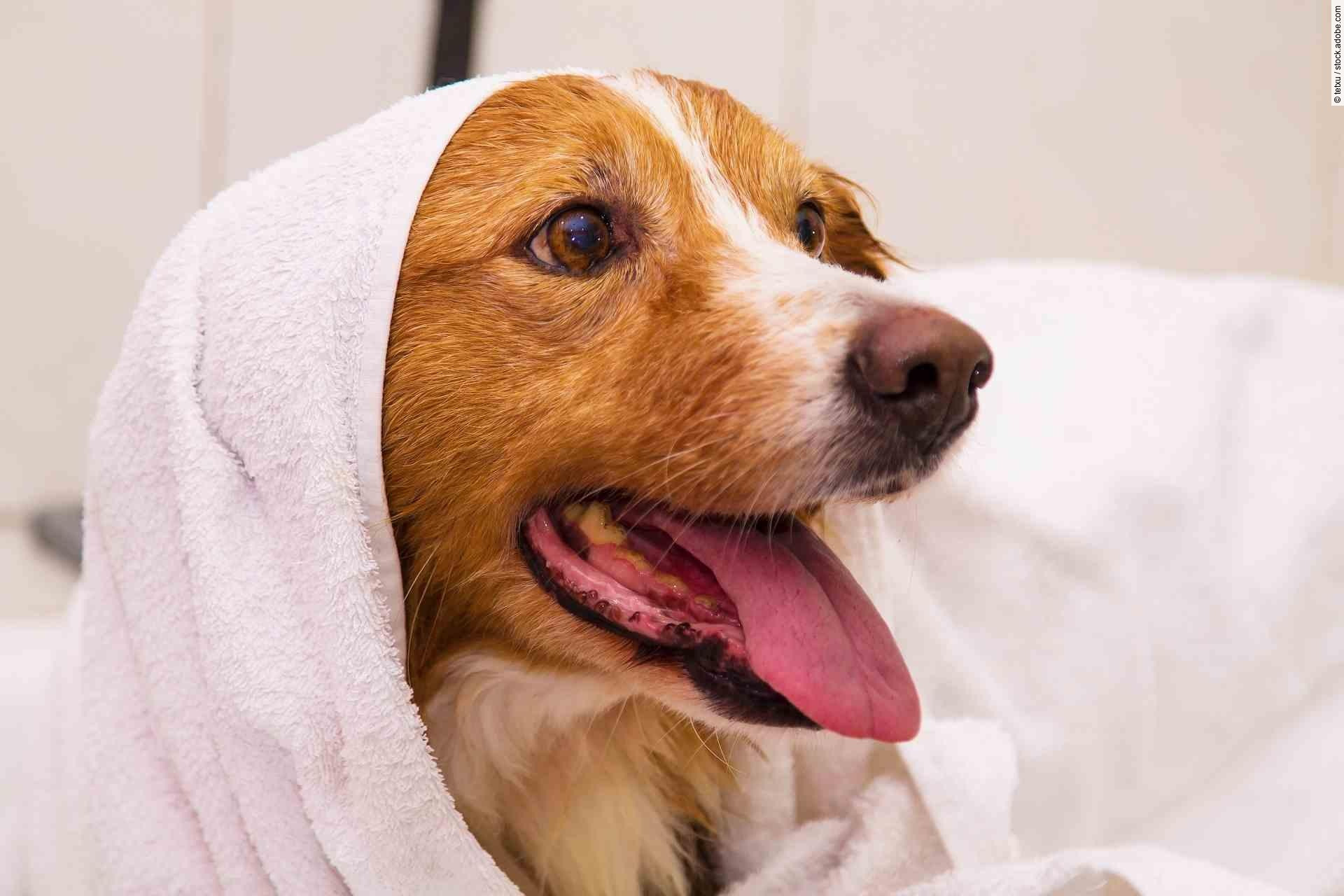 dog with towel