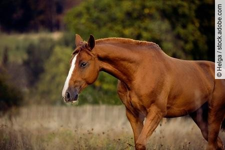 Brown horse standing in high grass in forest by sunset with dark