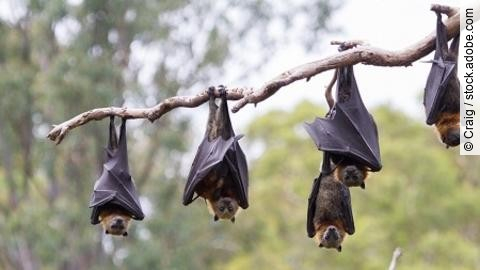 Flying Foxes Hanging in a Tree