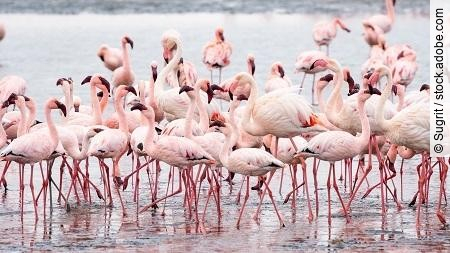 Flock of Pink Flamingos at Walvis Bay, Namibia.
