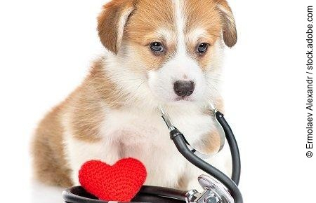 Corgi puppy with stethoscope on his neck sits with red heart and