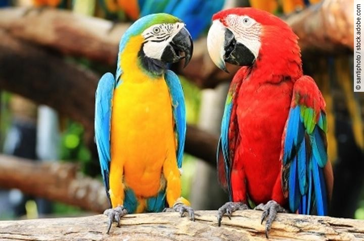 Parrot macaw couple