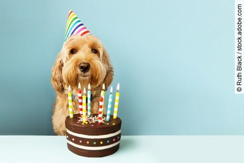 Funny dog with birthday cake