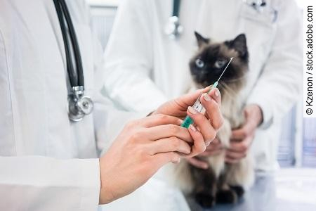 Cat looking at vaccine injection being prepared by veterinarian 