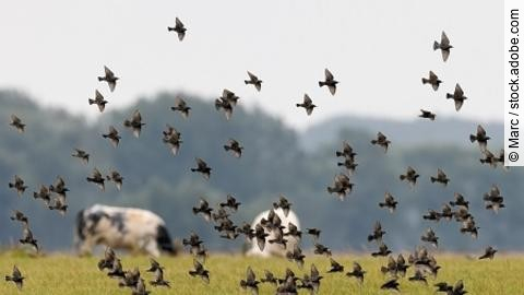 Flock of the European Starling