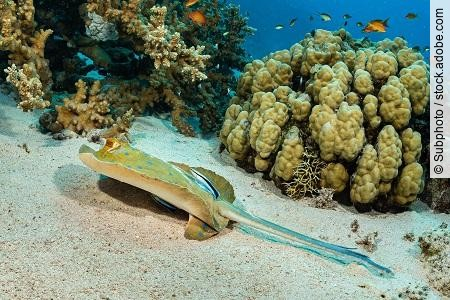blue-spotted ribbontail ray with cleaner wrasse