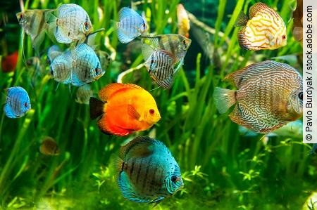 Fresh water aquarium with colorful fishes .