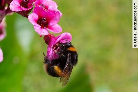 bumble bee clings to bergenia bloom