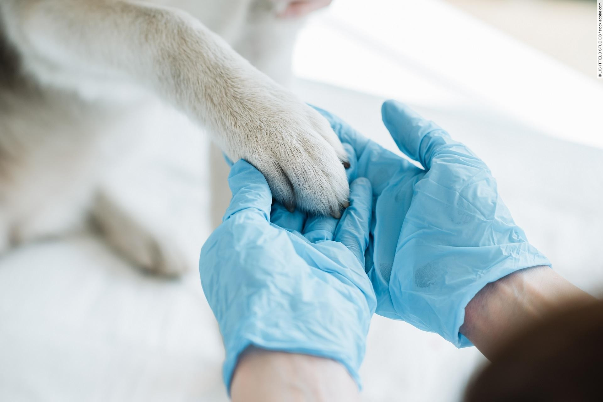 Tierarzt trägt Latexhandschuhe und hält die Pfote eines Hundes.