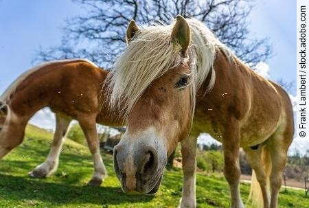Zwei schÃ¶ne wilde Pferde mit weiÃen MÃ€hnen auf einer Weide in