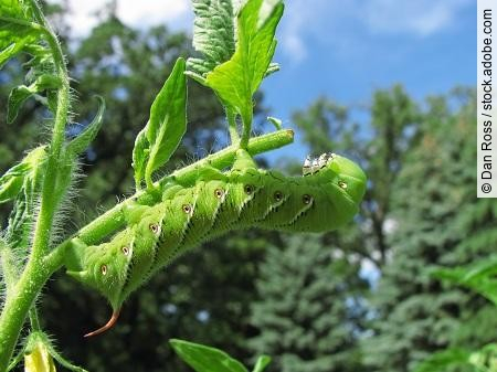 Tobacco hornworm moth caterpillar eating a tomato plant.