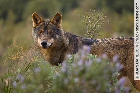 Lobo iberico (Canis lupus)