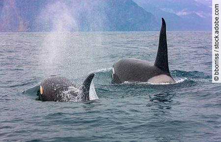 Selective focus.. The pair of transient killer whales travel thr