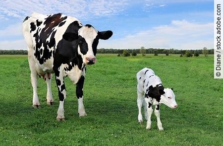 Holstein cow standing with newborn calf in the field on a sunny 
