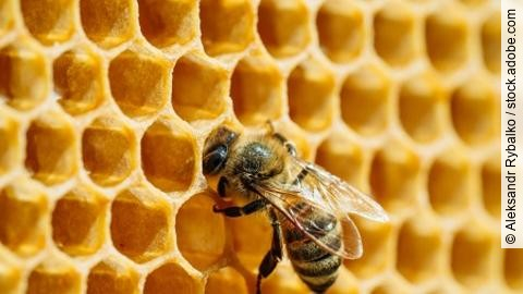 Macro photo of working bees on honeycombs. Beekeeping and honey 